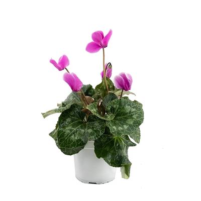 Sıklamen Mini 10-20 Cm