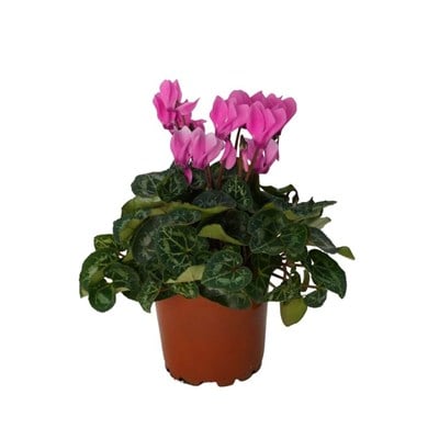 Sıklamen Mini 10-20 Cm