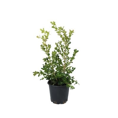 Şimşir Bitkisi 10-20 Cm