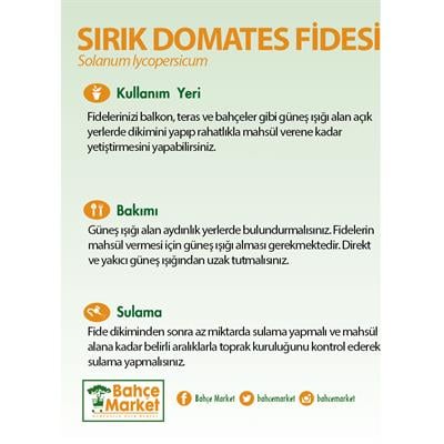 Sırık Domates Fidesi
