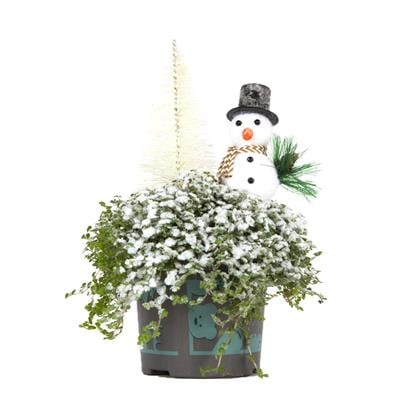 Soleirolia Groen 20-25 Cm Yeşil