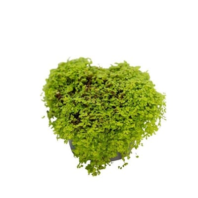 Soleirolia Groen 20-25 Cm Yeşil