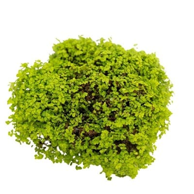 Soleirolia Groen 20-25 Cm Yeşil