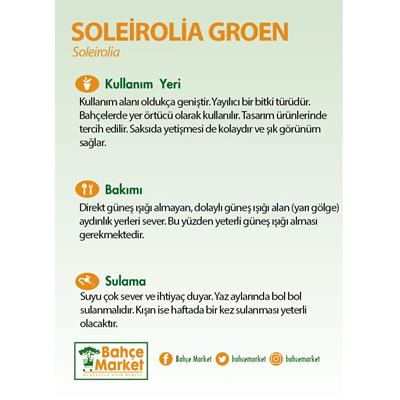 Soleirolia Groen 20-25 Cm Yeşil
