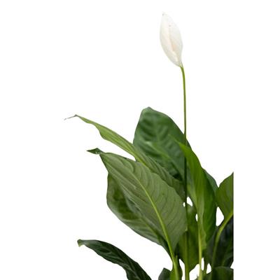 Spathiphyllum ( Barış Çiçeği ) 40-60 Cm