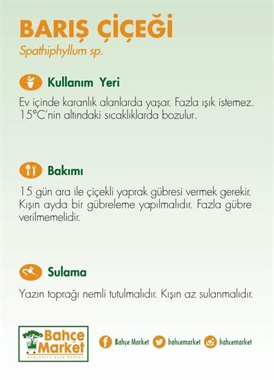 Spathiphyllum ( Barış Çiçeği ) 40-60 Cm