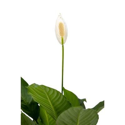 Spathiphyllum ( Barış Çiçeği ) 40-60 Cm