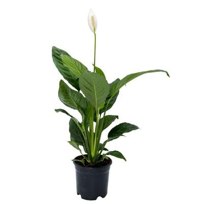 Spathiphyllum ( Barış Çiçeği ) 40-60 Cm