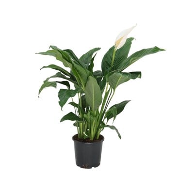 Spathiphyllum ( Barış Çiçeği ) 60-80 Cm