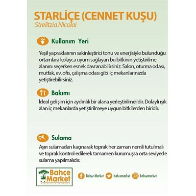 Starliçe Nicolai 2 Kök 80-100 Cm