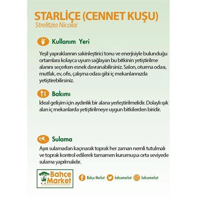 Starliçe Nicolai (Cennet Kuşu) 20 - 30 Cm