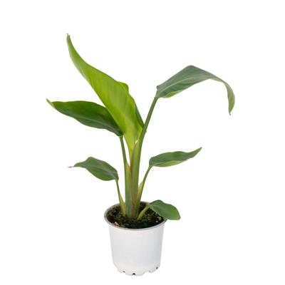 Starliçe Nicolai (Cennet Kuşu) 20 - 30 Cm