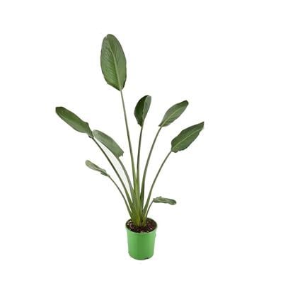 Starliçe Reginae - Cennet Kuşu 100 - 125 Cm Yeşil