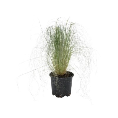 Stipa (At Kuyruğu)