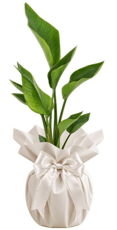 Strelitzia Nicolai