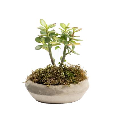 Succulent Bonsai 6