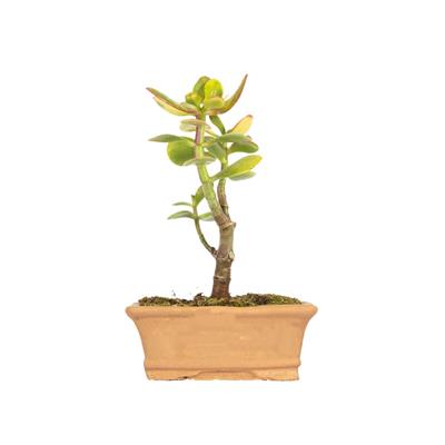 Succulent Bonsai 6