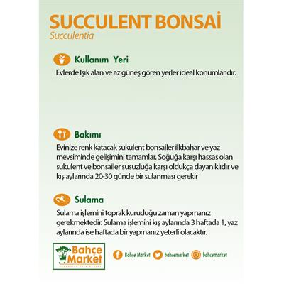 Succulent Bonsai Bitkisi - 3 X 6,5 X 8,5 Cm Yeşil