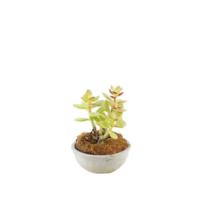 Succulent Bonsai Bitkisi - 3 X 6,5 X 8,5 Cm Yeşil