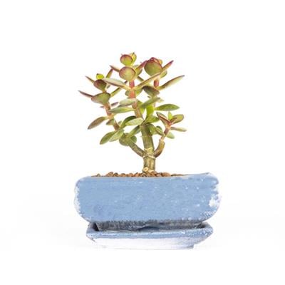Succulent Bonsai 5