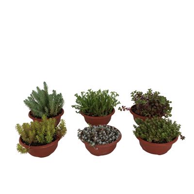 Succulent Mini Aranjman Yeşil