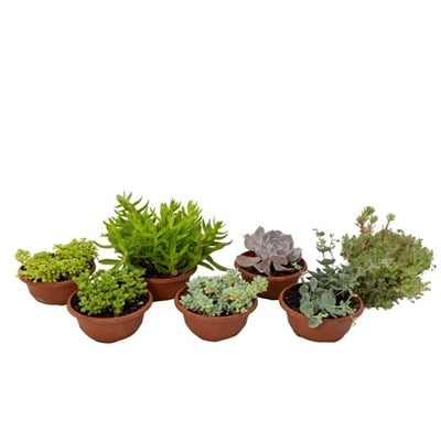 Succulent Mini Aranjman Yeşil