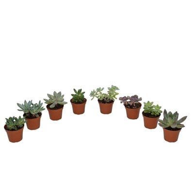 Succulent Mix 5-10 Cm