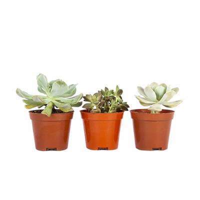 Succulent Mıx 8,5 Çap