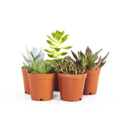 Succulent Mıx 5,5 Çap