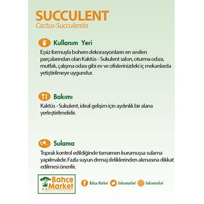 Succulent Mix Askılı 20-30 Cm