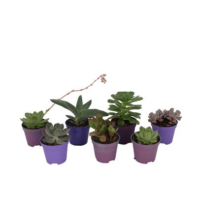 Succulent (Mor Saksıda)