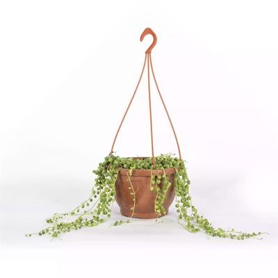 Succulent Senecio 12Ø  Askılı 10-20 Cm