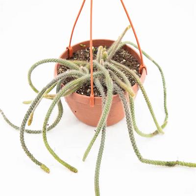 Succulent Senecio 12Ø  Askılı 10-20 Cm