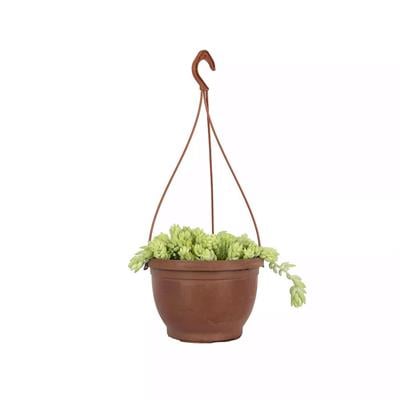Succulent Senecio 12Ø  Askılı 10-20 Cm