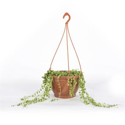 Succulent SenecioAskılı 10-20 Cm