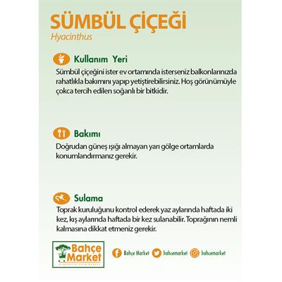 Sümbül Çiçeği Saksılı 5-10 Cm