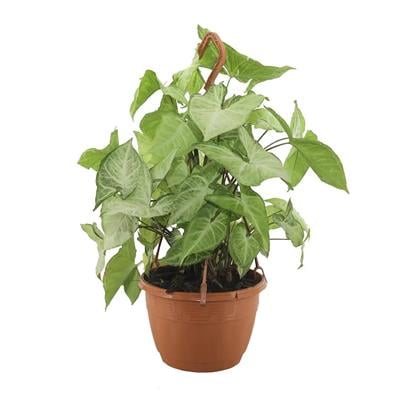 Syngonium - Ok Başı Sarmaşığı Askılı 20  30 Cm Yeşil
