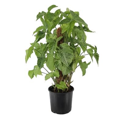 Syngonium - Ok Başı Sarmaşığı Sopalı 40 - 60 Cm Yeşil