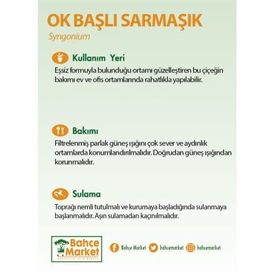 Syngonium - Ok Başı Sarmaşığı Sopalı 40 - 60 Cm Yeşil