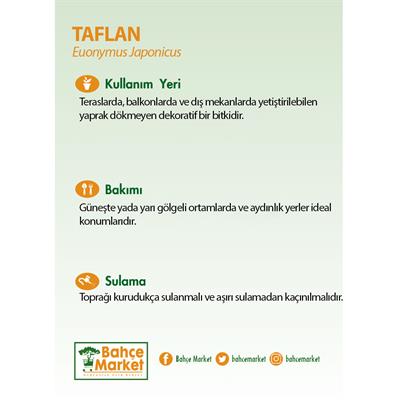 Taflan 20-30 Cm