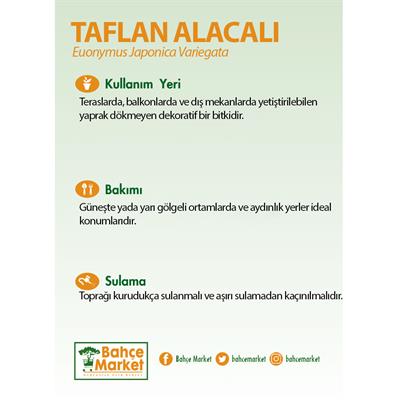 Taflan Alacalı Bitkisi 20-30 Cm