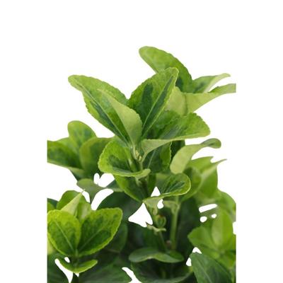 Taflan Altuni 10-20 cm