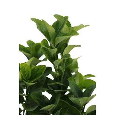 Taflan Altuni 10-20 cm