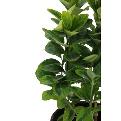 Taflan Altuni 10-20 cm