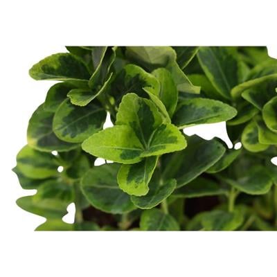 Taflan Altuni 20-30 cm