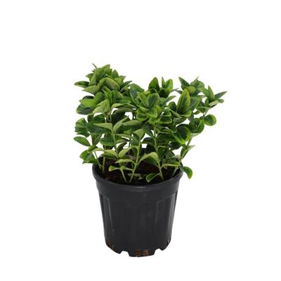 Taflan Altuni 20-30 cm