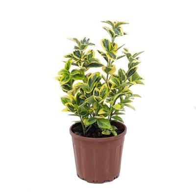 Taflan Altuni  20-40 Cm