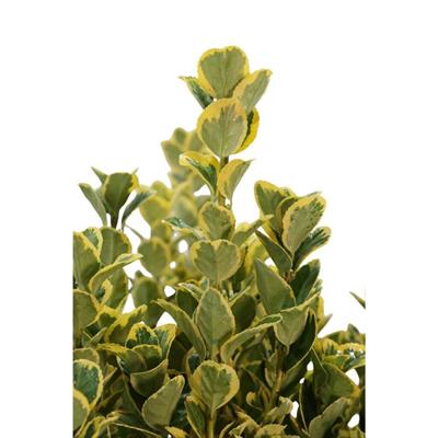 Taflan Altuni 20 Lt 40-60 cm