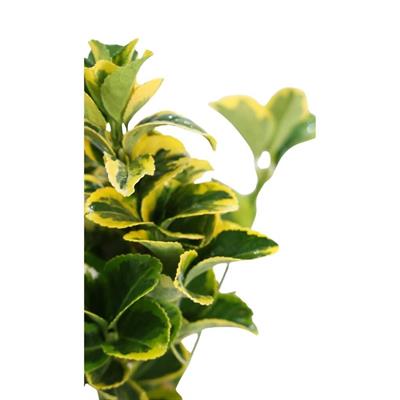 Taflan Altuni 5 Lt 40-60 cm