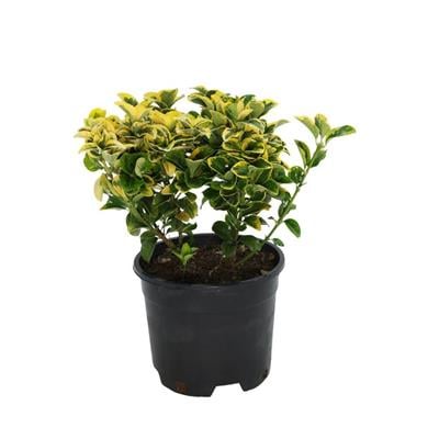 Taflan Altuni 5 Lt 40-60 cm